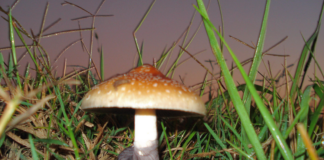 Setas Psilocybe cubensis fotografiadas de cerca para ilustrar la regulación de psilocibina en Oregon