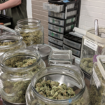 Flor de cannabis legal expuesta en un dispensario, relacionada con controles del mercado regulado en California