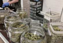 California refuerza los controles del cannabis regulado Flor de cannabis legal expuesta en un dispensario, relacionada con controles del mercado regulado en California