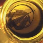 Mano sostiene un frasco con aceite dorado que proyecta la silueta de una hoja de cannabis