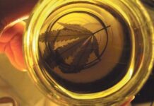 CBD aislado y efecto séquito: qué dice la investigación Mano sostiene un frasco con aceite dorado que proyecta la silueta de una hoja de cannabis