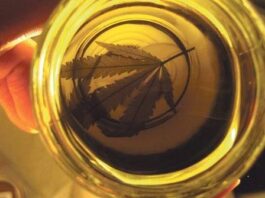 CBD aislado y efecto séquito: qué dice la investigación Mano sostiene un frasco con aceite dorado que proyecta la silueta de una hoja de cannabis