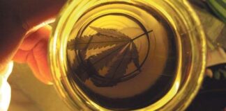 Mano sostiene un frasco con aceite dorado que proyecta la silueta de una hoja de cannabis
