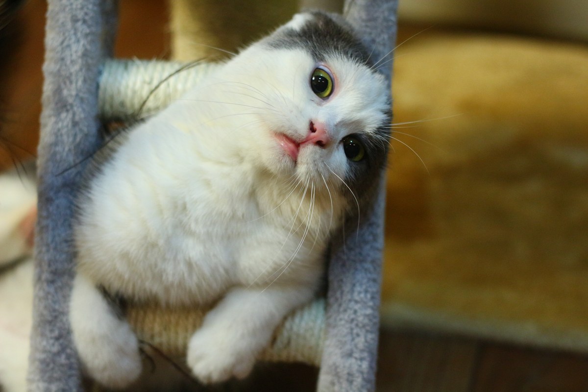 Gato blanco y gris recostado entre los postes de un rascador