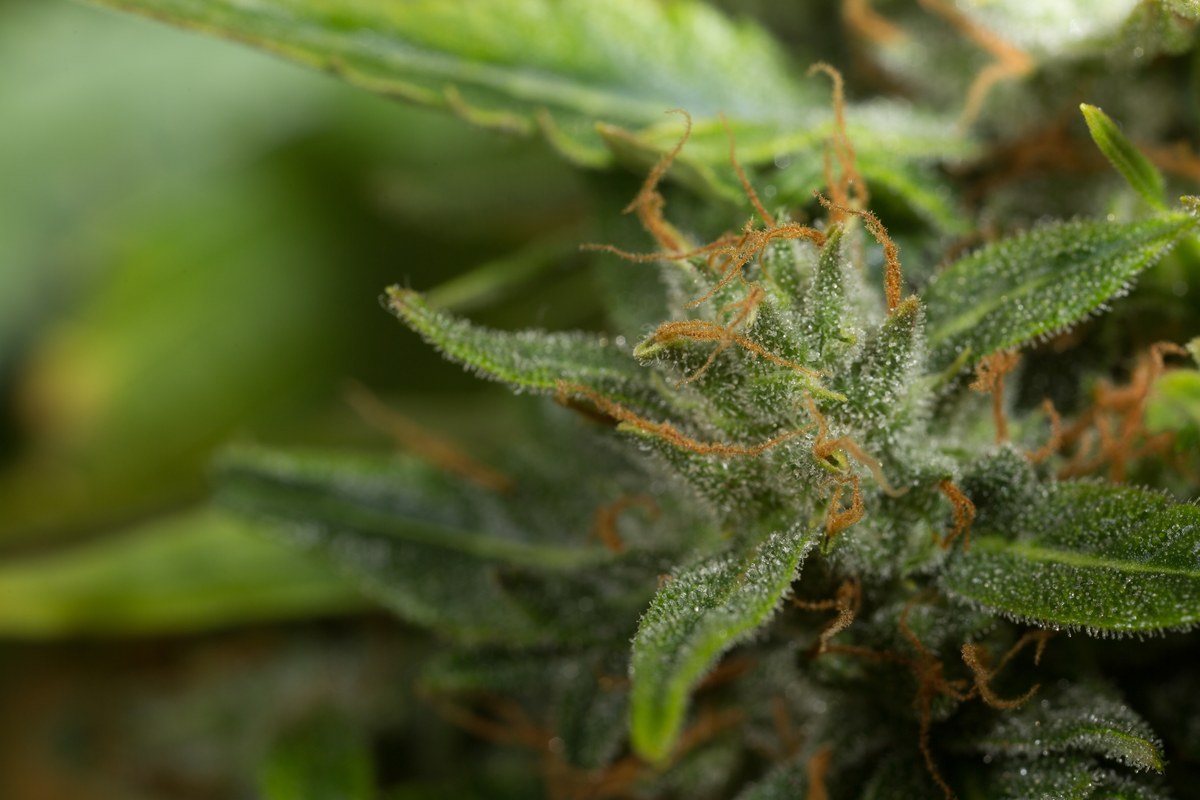 Cogollo de cannabis entre hojas verdes, con tricomas brillantes y pistilos anaranjados