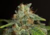 Historia del CBD: del aislamiento a su auge Cogollo de cannabis cubierto de tricomas, con pistilos anaranjados y hojas verdes sobre fondo oscuro