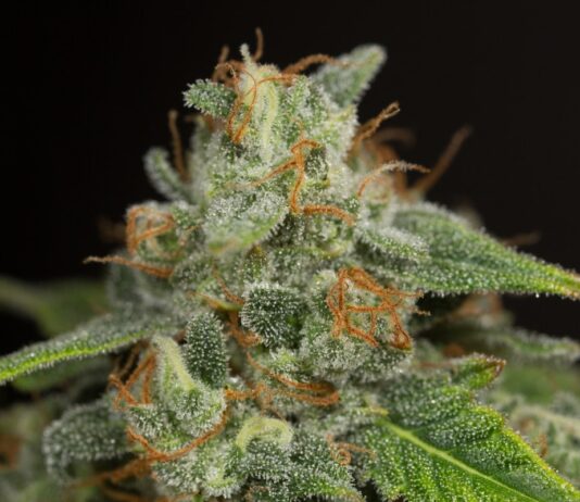 Historia del CBD: del aislamiento a su auge Cogollo de cannabis cubierto de tricomas, con pistilos anaranjados y hojas verdes sobre fondo oscuro