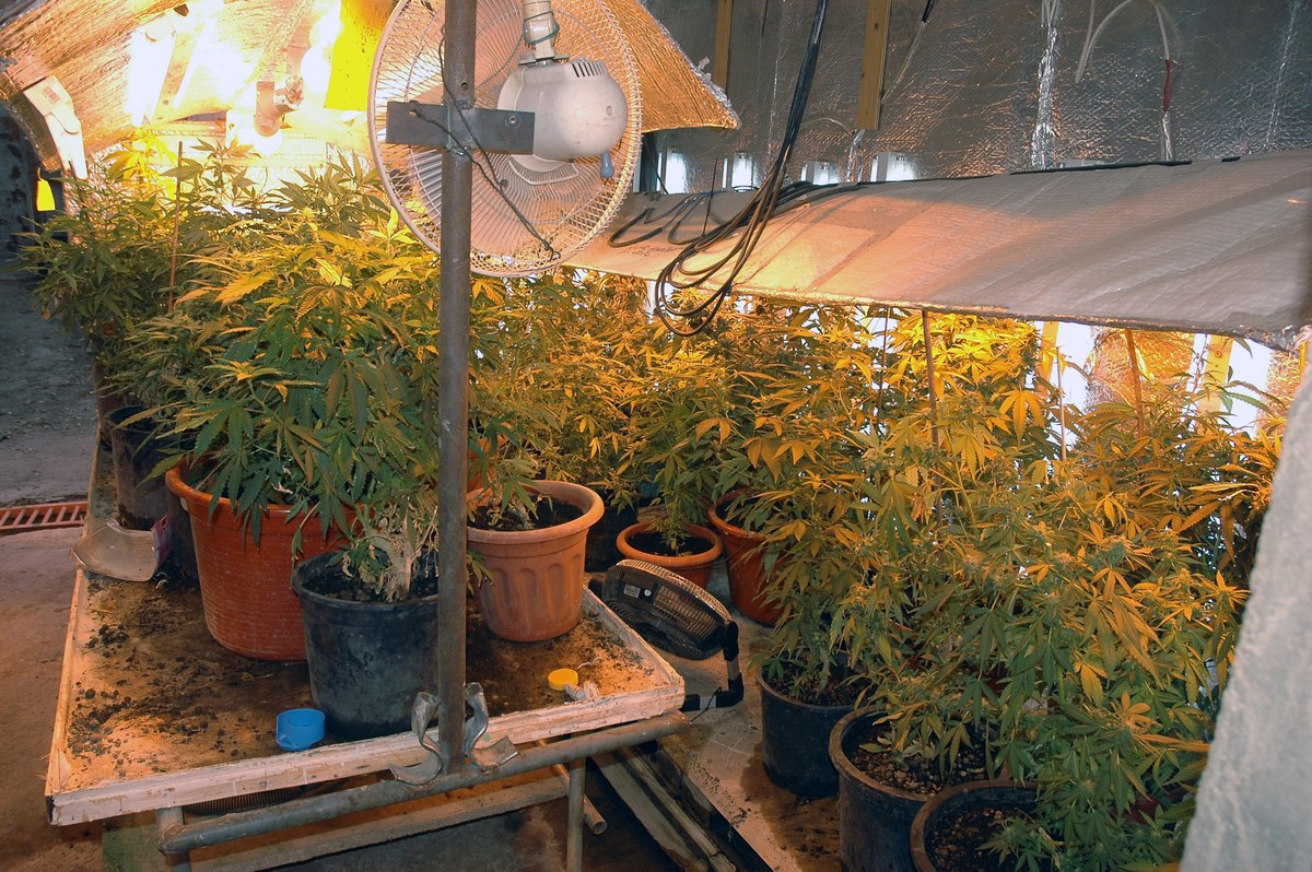 Cultivo interior descuidado con plantas de cannabis en macetas, ventilador y l&aacute;mparas.