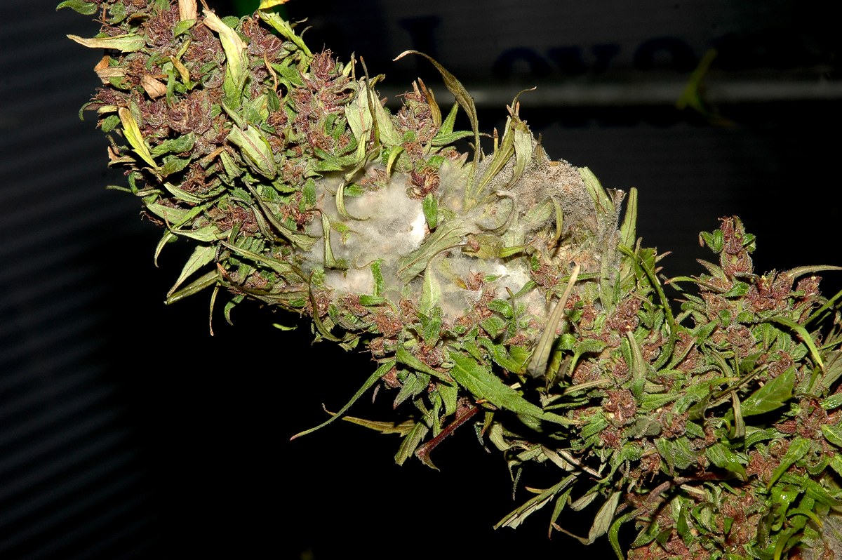 Cogollo de cannabis deteriorado con una zona extensa de moho blanco y gris.