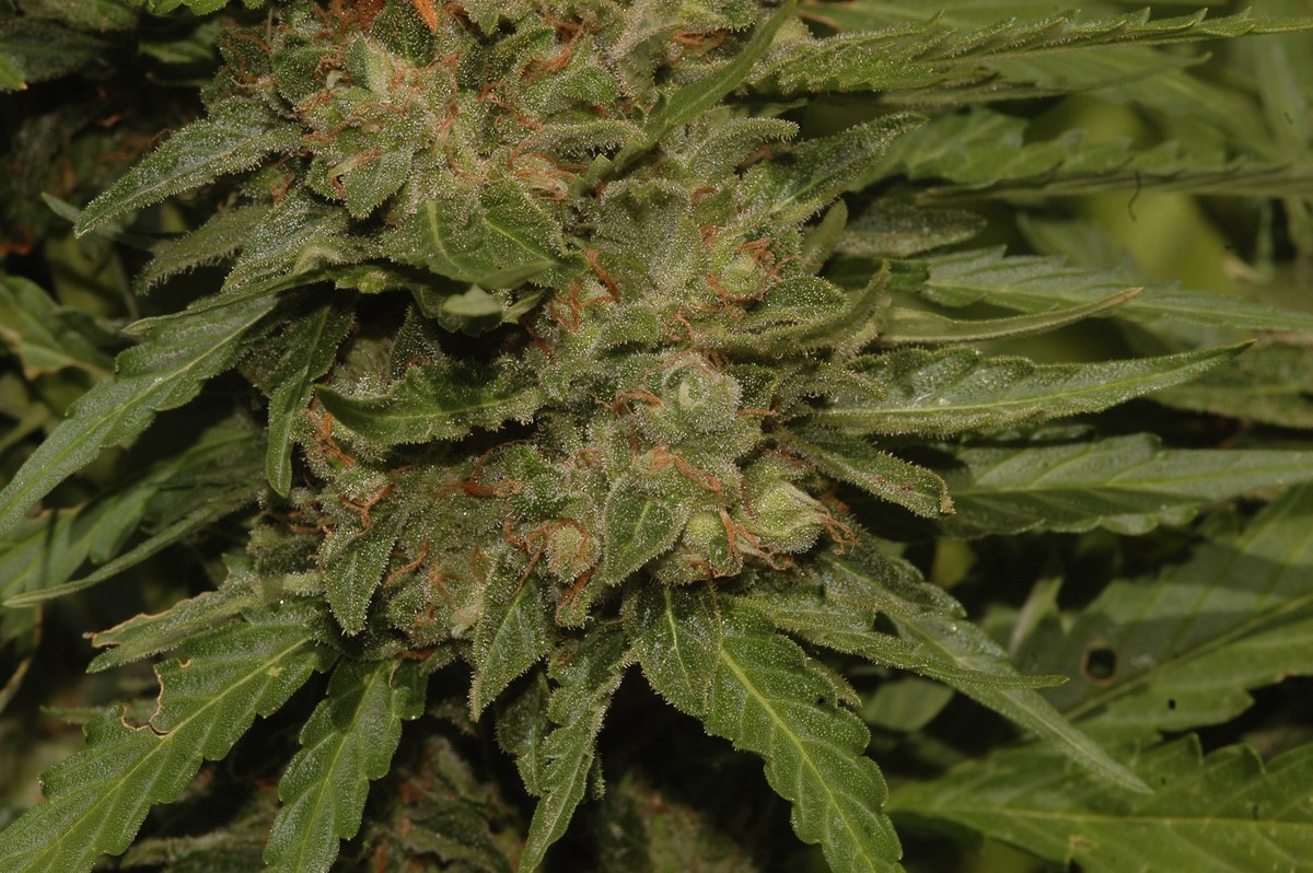 Las plantas dieron cogollos bastante aceptables
