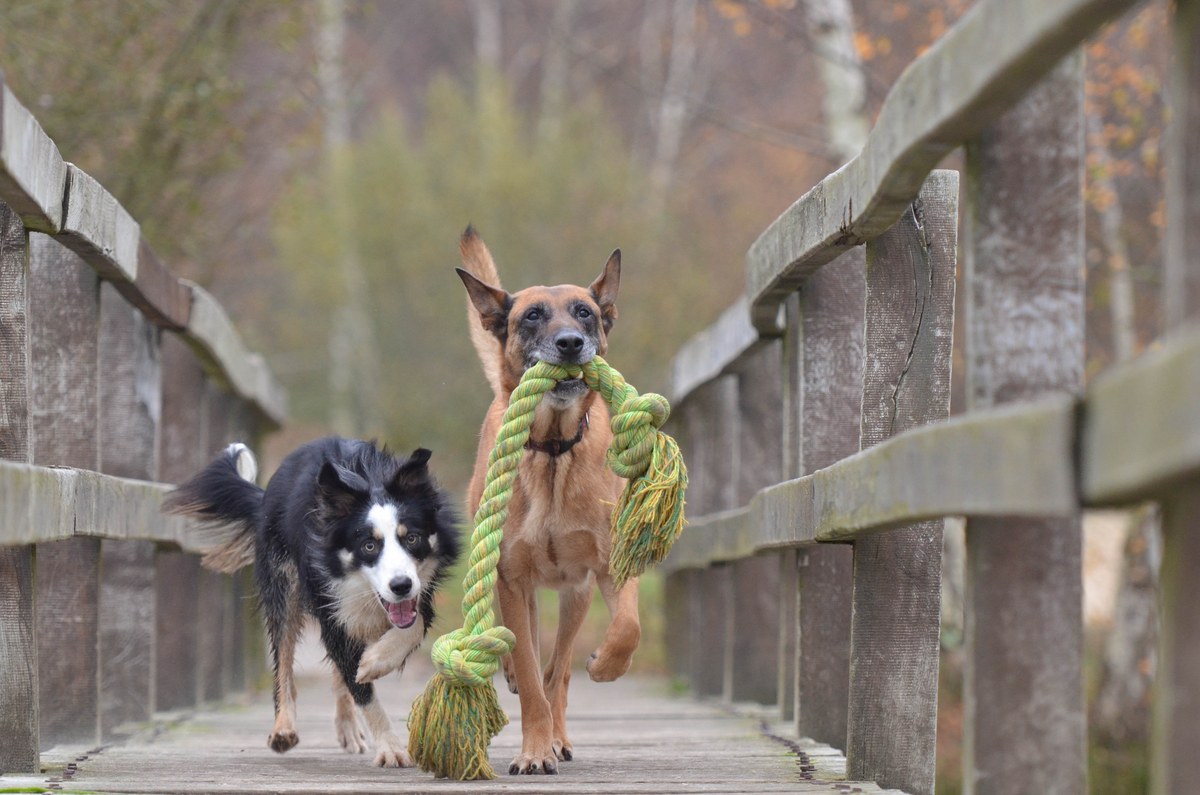 Dos perros cruzan un puente de madera; uno lleva un juguete de cuerda verde en la boca