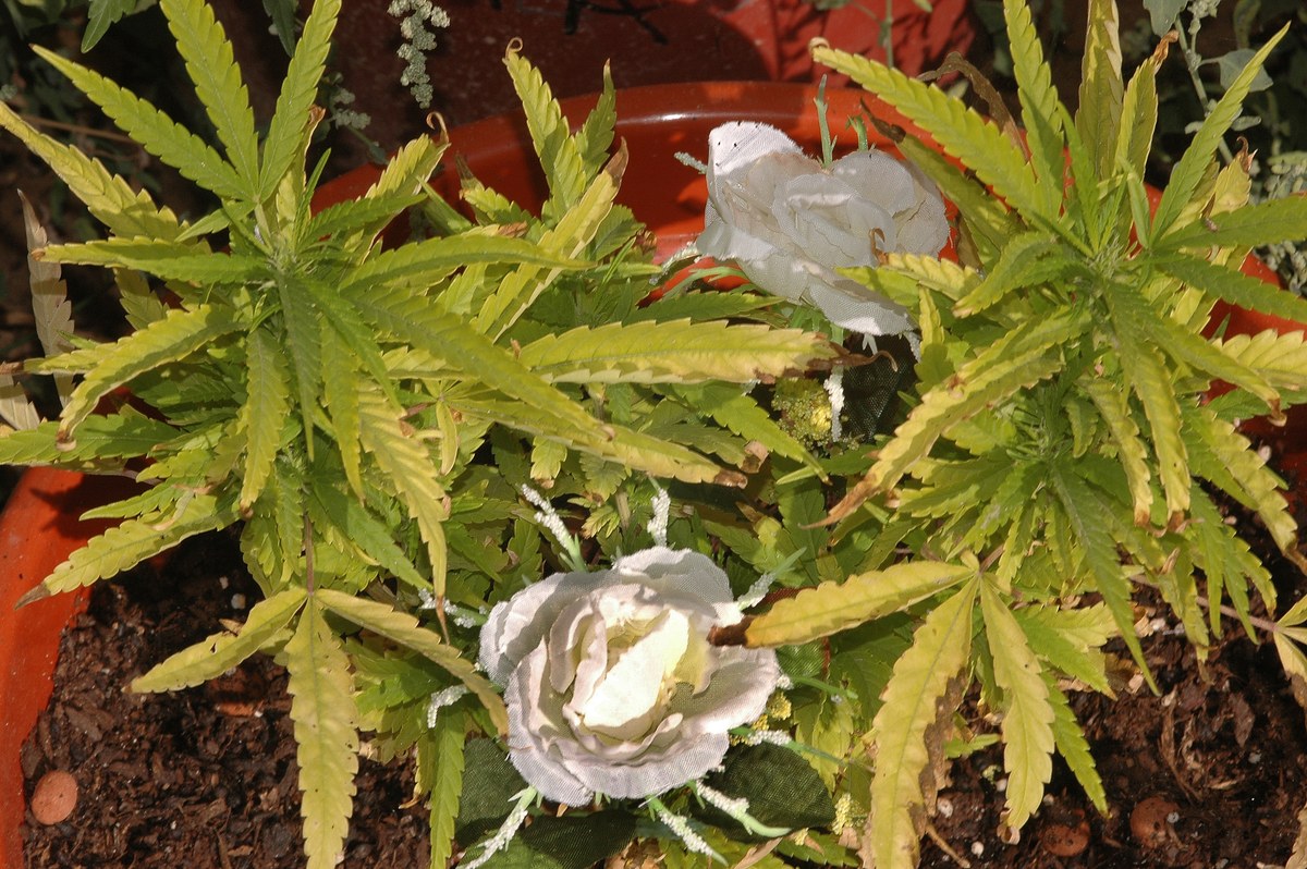 Plantas de cannabis en macetas con hojas amarillentas y da&ntilde;adas, junto a flores blancas.