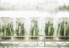 La FDA revisa la vía para fármacos botánicos Plants in beakers