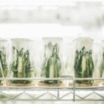 Plants in beakers