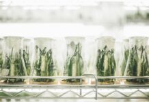 La FDA revisa la vía para fármacos botánicos Plants in beakers