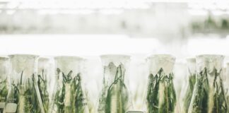Plants in beakers