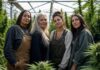 Mujeres del cannabis: nueve voces pioneras Grupo diverso de mujeres reunidas entre plantas de cannabis en un invernadero iluminado con luz natural.