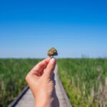 Mano sosteniendo un cogollo de cannabis ante una pasarela entre vegetaci&oacute;n y un cielo azul