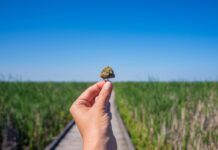 Consumo de cannabis: entre lo «listo» y lo «tonto» Mano sosteniendo un cogollo de cannabis ante una pasarela entre vegetación y un cielo azul