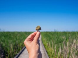 Consumo de cannabis: entre lo «listo» y lo «tonto» Mano sosteniendo un cogollo de cannabis ante una pasarela entre vegetación y un cielo azul