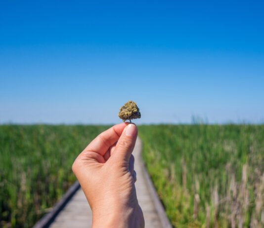 Consumo de cannabis: entre lo «listo» y lo «tonto» Mano sosteniendo un cogollo de cannabis ante una pasarela entre vegetación y un cielo azul