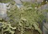 Estrés en el cultivo de cannabis: mitos y prácticas Plantas de cannabis maduras con ramas dobladas y rotas dentro de un invernadero.