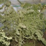Plantas de cannabis maduras con ramas dobladas y rotas dentro de un invernadero.