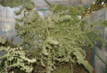 Estrés en el cultivo de cannabis: mitos y prácticas Plantas de cannabis maduras con ramas dobladas y rotas dentro de un invernadero.