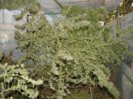 Estrés en el cultivo de cannabis: mitos y prácticas Plantas de cannabis maduras con ramas dobladas y rotas dentro de un invernadero.