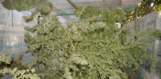 Estrés en el cultivo de cannabis: mitos y prácticas Plantas de cannabis maduras con ramas dobladas y rotas dentro de un invernadero.