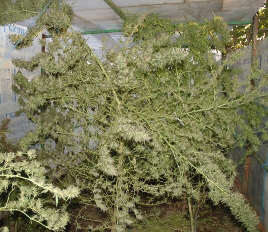 Estrés en el cultivo de cannabis: mitos y prácticas Plantas de cannabis maduras con ramas dobladas y rotas dentro de un invernadero.