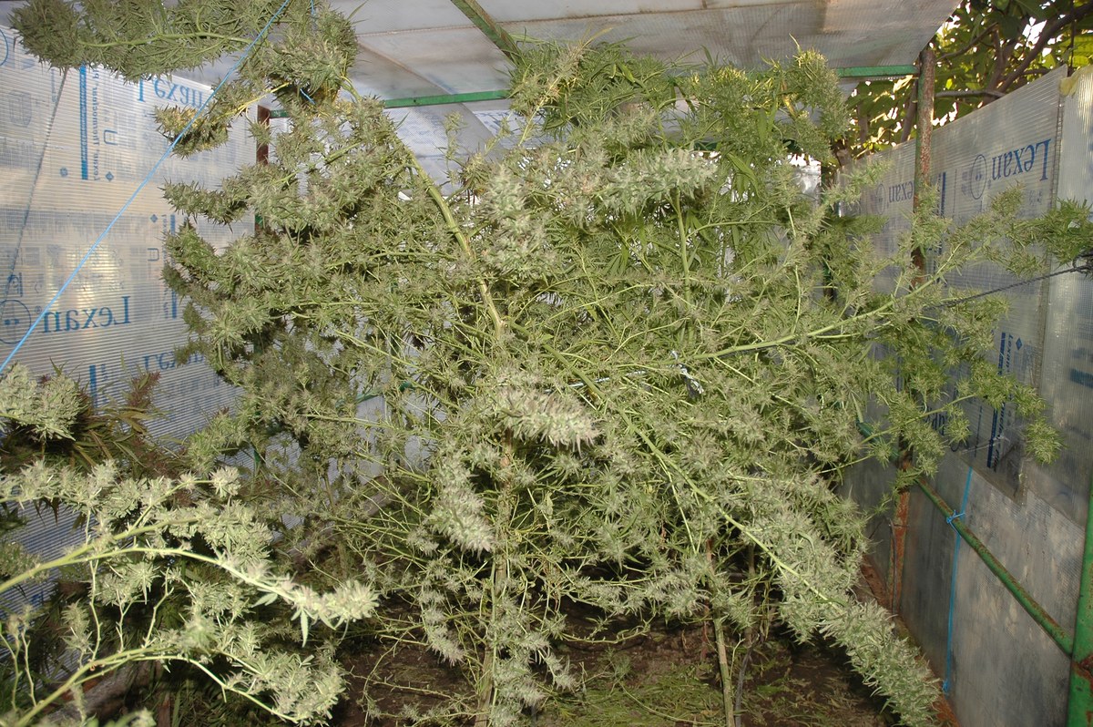 Plantas de cannabis maduras con ramas dobladas y rotas dentro de un invernadero.