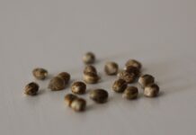 Cómo seleccionar y producir semillas de cannabis Semillas antes de ser probadas en tierra mala