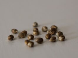 Cómo seleccionar y producir semillas de cannabis Semillas antes de ser probadas en tierra mala