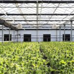 Plantas de cannabis creciendo en un invernadero