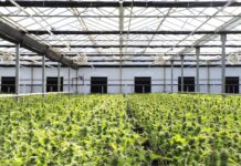 Argentina prorroga la intervención de ARICCAME Plantas de cannabis creciendo en un invernadero