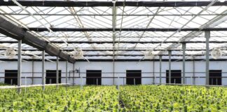 Plantas de cannabis creciendo en un invernadero