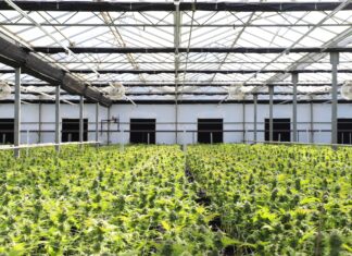 Plantas de cannabis creciendo en un invernadero