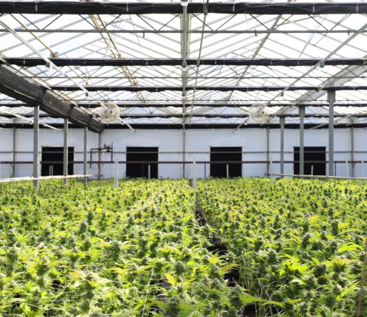 Argentina prorroga la intervención de ARICCAME Plantas de cannabis creciendo en un invernadero