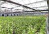 Alemania suma capacidad de cannabis medicinal en Leuna Filas de plantas de cannabis en un invernadero de cultivo controlado
