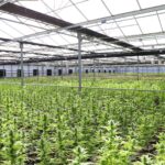 Filas de plantas de cannabis en un invernadero de cultivo controlado