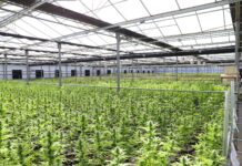 Alemania suma capacidad de cannabis medicinal en Leuna Filas de plantas de cannabis en un invernadero de cultivo controlado