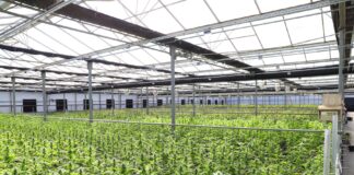 Alemania suma capacidad de cannabis medicinal en Leuna Filas de plantas de cannabis en un invernadero de cultivo controlado
