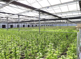Alemania suma capacidad de cannabis medicinal en Leuna Filas de plantas de cannabis en un invernadero de cultivo controlado