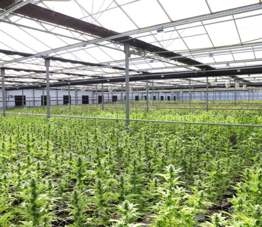Alemania suma capacidad de cannabis medicinal en Leuna Filas de plantas de cannabis en un invernadero de cultivo controlado
