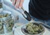 Canadá registra 520,4 millones en ventas de cannabis en agosto Una mano maneja pinzas junto a flores de cannabis sobre una báscula y un tarro abierto
