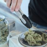 Una mano maneja pinzas junto a flores de cannabis sobre una b&aacute;scula y un tarro abierto