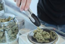 Canadá registra 520,4 millones en ventas de cannabis en agosto Una mano maneja pinzas junto a flores de cannabis sobre una báscula y un tarro abierto