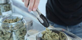 Canadá registra 520,4 millones en ventas de cannabis en agosto Una mano maneja pinzas junto a flores de cannabis sobre una báscula y un tarro abierto