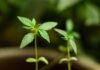 Chubut anuncia la reglamentación del cannabis medicinal en Argentina Dos plántulas de cannabis crecen en macetas, con sus primeras hojas visibles